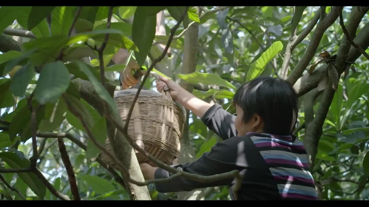 中國仁壽京東第三屆網上枇杷節30秒版